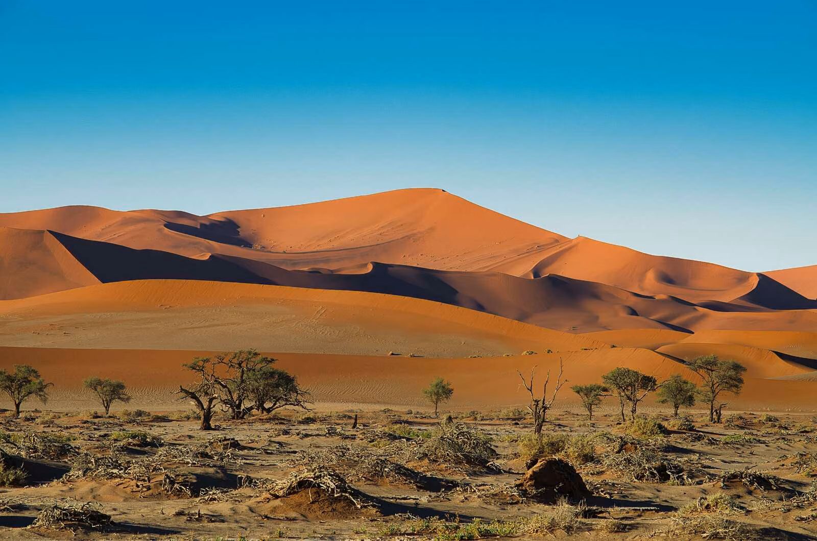 Hoge rode zandduinen en kameeldoornbomen in de Namibwoestijn, Namibië